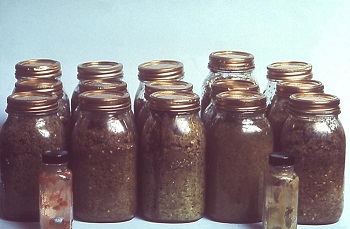 jars of contaminated jalapenos