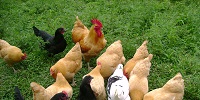 chickens eating feed