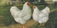 two wyandotte chickens