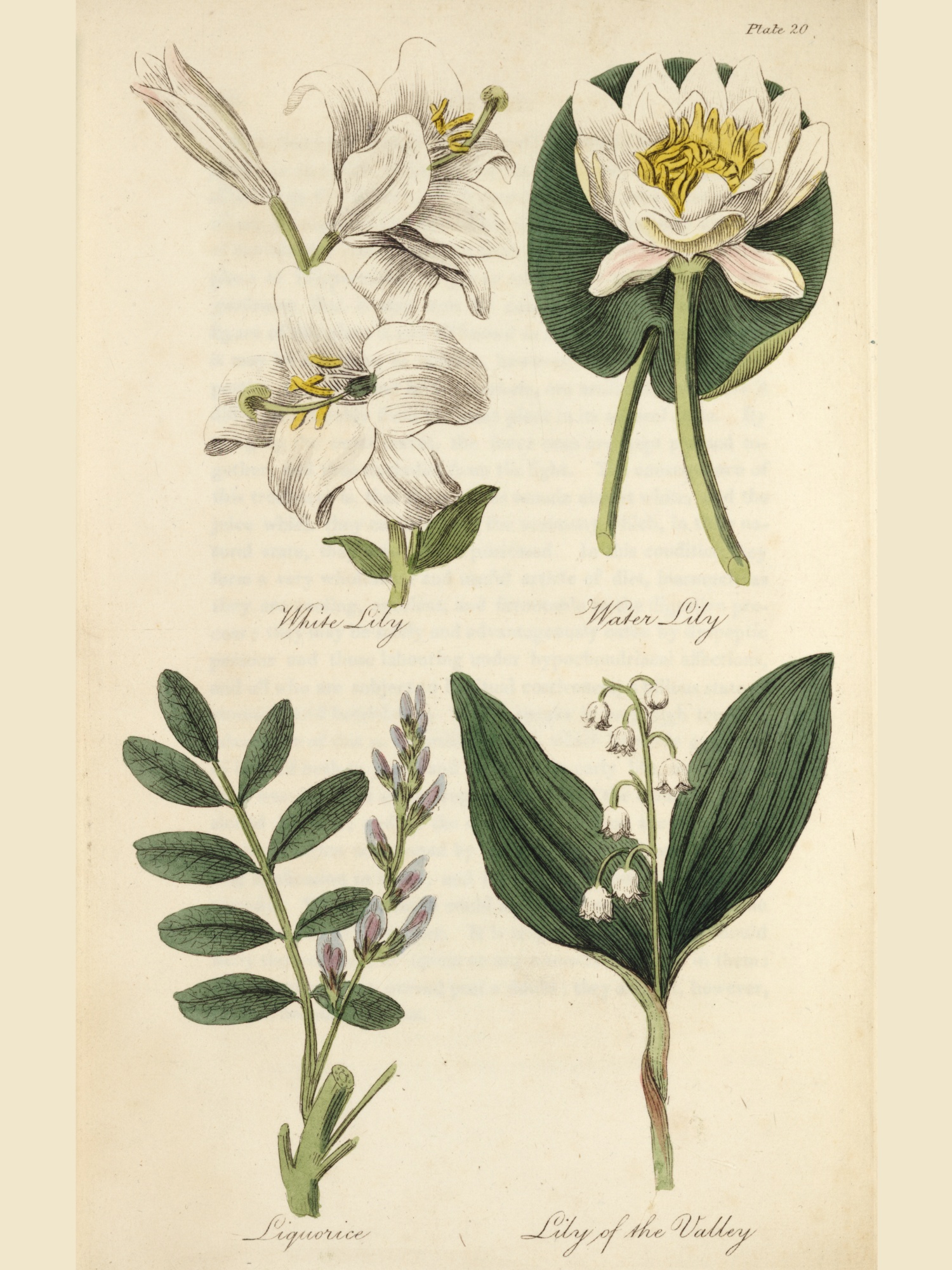 Lily Of The Valley · Special Collections Exhibits 