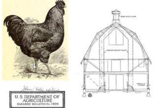 Composite of two images, rooster and barn drawing.