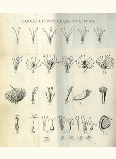 Genera Plantarum (1737) Carl von Linn: Plate 1
