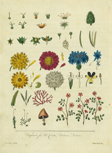 Linnaeus's System of Botany Plate 2