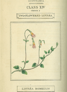 Linnaean System of Botany (1816) by Richard Duppa: Linnaea Borealis