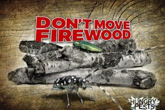 Don't Move Firewood with image of logs and insects