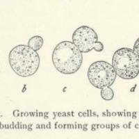 Bacteria, Yeasts, and Molds in the Home 4.PNG