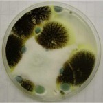 Mold plate.jpg