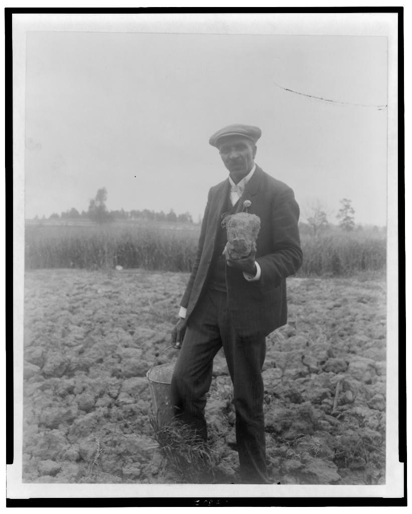 George Washington Carver, full-length portrait, standing in field, probably at Tuskegee, holding piece of soil