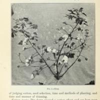 Lessons on cotton for the Rural Common Schools 4.jpg