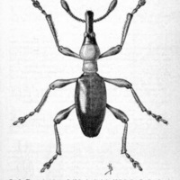 Sweet-Potato Weevil.jpg