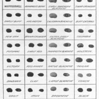 Cowpeas Culture and Varieties 1.jpg