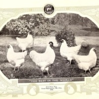 Poultry for Pleasure and Profit Illustration.jpg