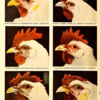 Profitable Culling and Selective Flock Breeding Illustration 2.jpg
