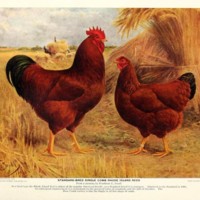 Standard Bred Single Comb Rhode Island Reds.jpg