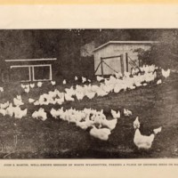 How to Feed Poultry White Wyandottes.jpg