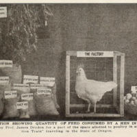 How to Feed Poultry Illustration.jpg