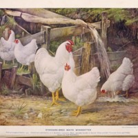 Standard Bred White Wyandottes.jpg