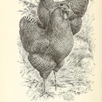 Poultry-Craft Illustration.jpg