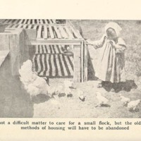 Making A Poultry House Illustration.jpg