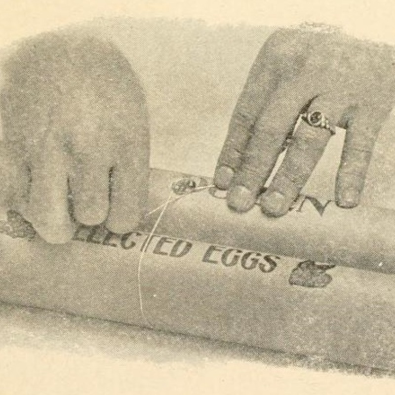 Egg Container 3.jpg