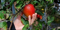 hand picking apple