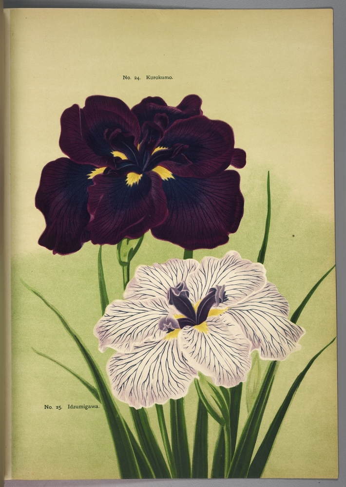 Image (illustration or photograph) for this item, linking to higher res image.