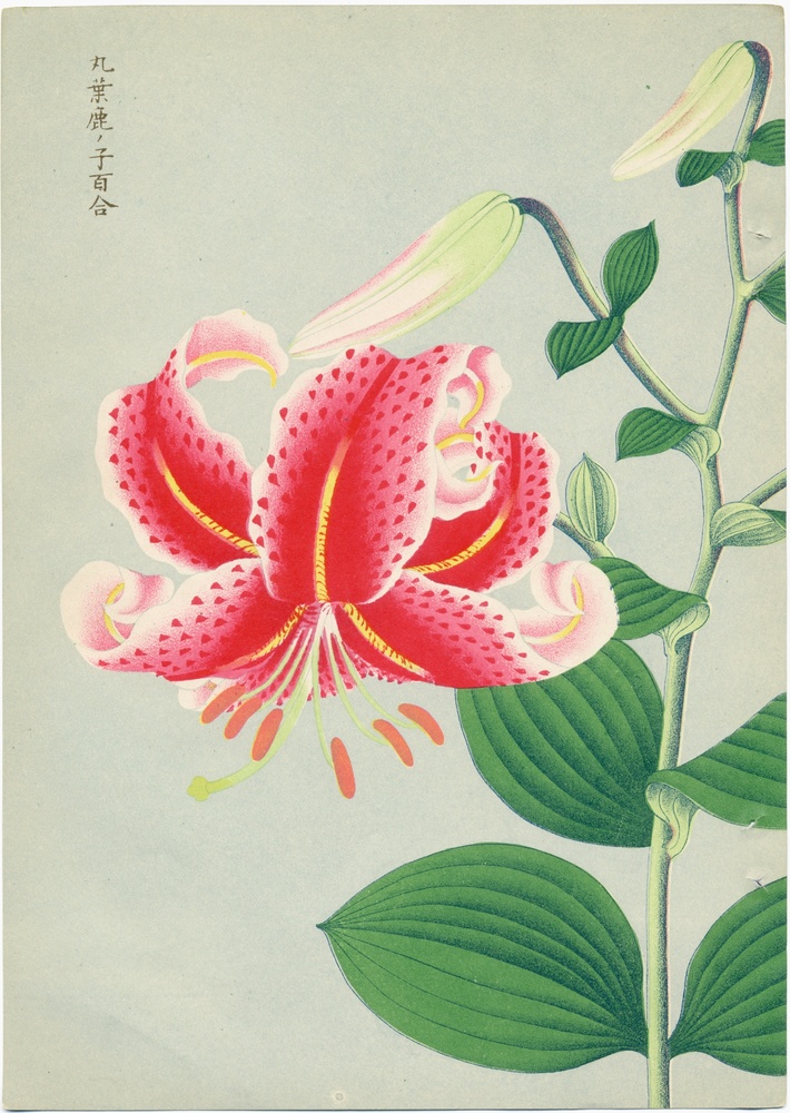 Image (illustration or photograph) for this item, linking to higher res image.