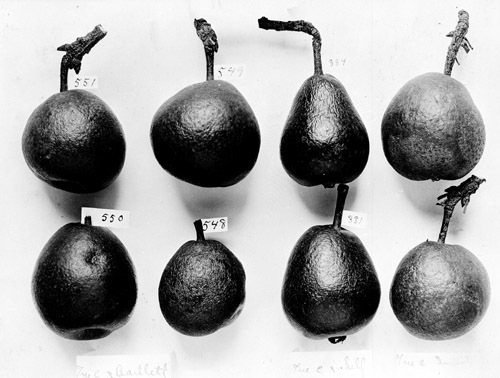 Pear-pollination. Buffman pears. Four on the left hand cross-pollinated ...