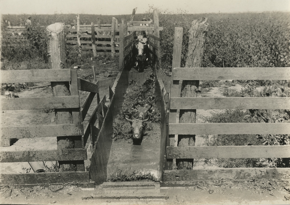 Thumbnail for the first (or only) page of U.S. Dipping Station, Cattle Tick Eradication: cattle in process of dipping.