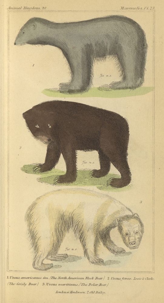 Ursus americanus. Plate 23. 