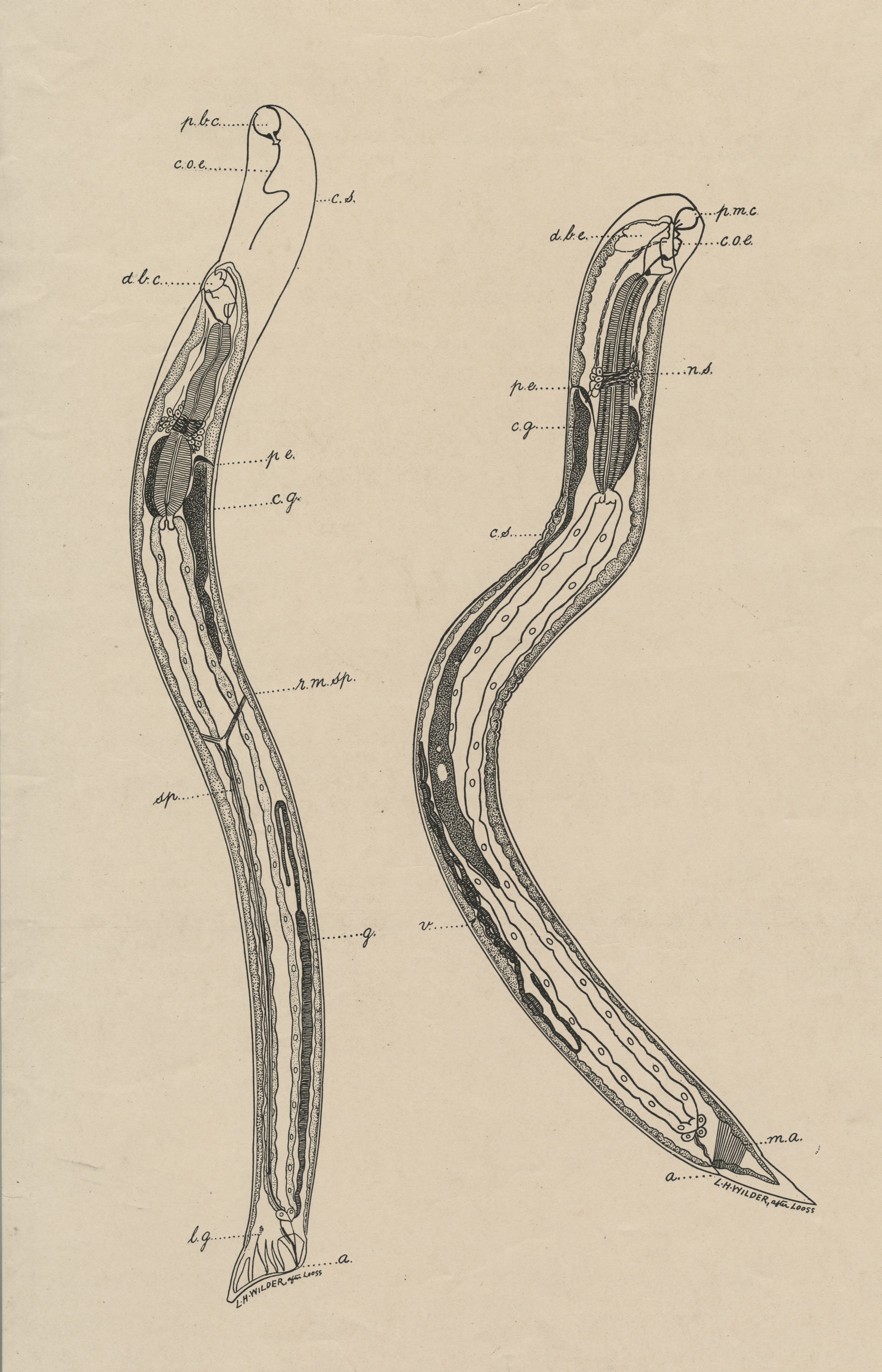 Male and female hookworms, Anchylostoma duodenale (European hookworm),  figures for Report upon the prevalence and geographic distribution of  hookworm diseaseÃ¢â‚¬Â¦ by C. W. Stiles (1903), Public Health and  Marine-Hospital Service of the