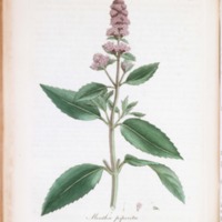 http://omeka-dev.nal.usda.gov/exhibits/files/imports/rare_books/woodville_medicalbotany3_mint_plate169.jpg