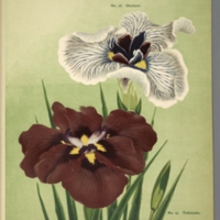 http://omeka-dev.nal.usda.gov/exhibits/files/imports/catalogs/iris25009.jpg