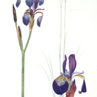 Iris sibirica and Iris orientalis  