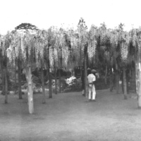 A panoramic view of the south side of the [Ushijima wisteria] vine and arbor. The length of the arbor is about 100 feet. We were near the center of the distance and 20 to 50 feet away from the vine. Photograph #43638.