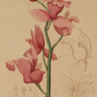 http://omeka-dev.nal.usda.gov/exhibits/files/imports/micro/floral/dupetitthouarsplate31.jpg