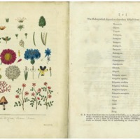 Linnaeus&#039;s System of Botany - Plate Two