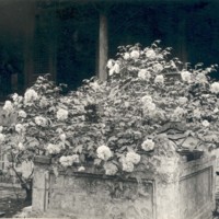 Paeonia suffruticosa. A very large specimen of tree peony. Neg. no. 13300. 