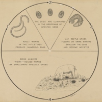 http://omeka-dev.nal.usda.gov/exhibits/speccoll/files/imports/parasitology/223-041-009-001_001.jpg