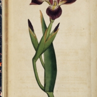 Irisversicolorplate21_sm.jpg