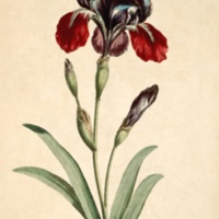 http://omeka-dev.nal.usda.gov/exhibits/files/imports/micro/floral/exocticflowersplate1ft.jpg