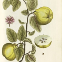 http://omeka-dev.nal.usda.gov/exhibits/files/imports/rare_books/blackwell_curiousherbal1_quinces_plate137.jpg