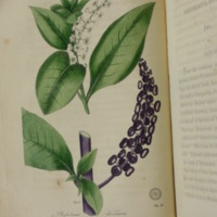 http://omeka-dev.nal.usda.gov/exhibits/files/imports/rare_books/bigelow_plate_xxxiv.JPG