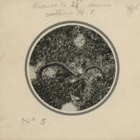 http://omeka-dev.nal.usda.gov/exhibits/speccoll/files/imports/parasitology/223-002-125-008_001.jpg