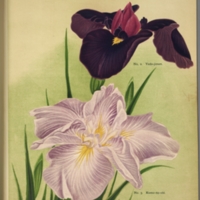 Iris Kaempferi 25 Choice Var., Page 2