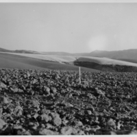 Seed bed on Palouse silty clay loam east of Walla Walla, Washington.