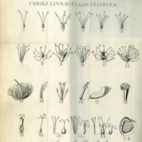 Genera Plantarum - Plate One