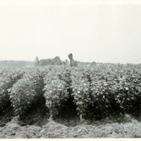 Perilla - Field View. Dwarf type at beginning of flowering period. Beltsville, Maryland.