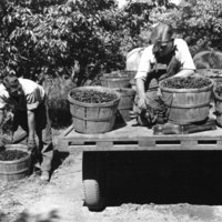 http://omeka-dev.nal.usda.gov/exhibits/speccoll/files/imports/calendar/2016/c30-Brooks_album_west_crops_004.jpg