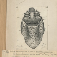 http://omeka-dev.nal.usda.gov/exhibits/speccoll/files/imports/parasitology/223-003-040-003_002.jpg